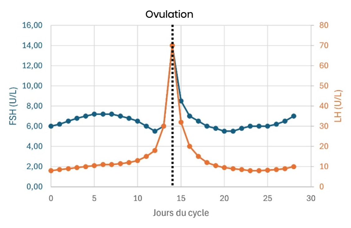 1. Adapté de Dighe AS, Moy JM, Hayes FJ, Sluss PM. High-resolution reference ranges for estradiol, luteinizing hormone, and follicle-stimulating hormone in men and women using the AxSYM assay system. Clin Biochem. 2005 Feb;38(2):175-9. doi: 10.1016/j.clinbiochem.2004.10.011.